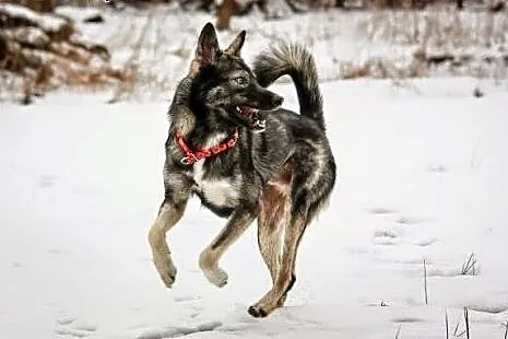 Dizo - przyjazny husky szuka kochającego domu,  śl