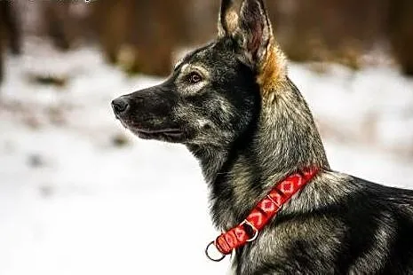 Dizo - przyjazny husky szuka kochającego domu,  śl