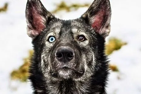 Dizo - przyjazny husky szuka kochającego domu,  śl