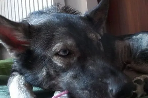 Dizo - przyjazny husky szuka kochającego domu,  śl