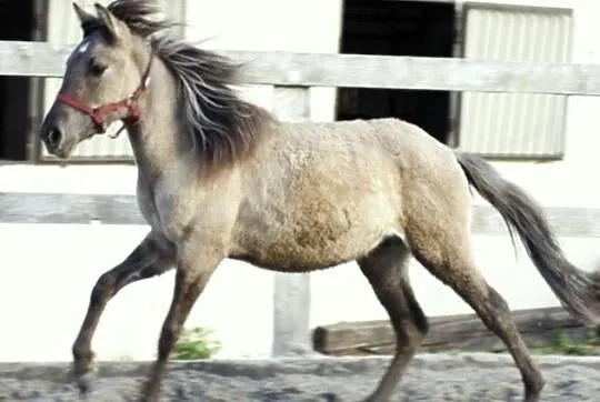 konik polski - źrebie, wałach