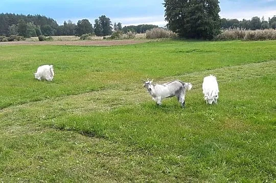 Koza mleczna kozy 3, Mazowieckie, Kozłów Szlachecki