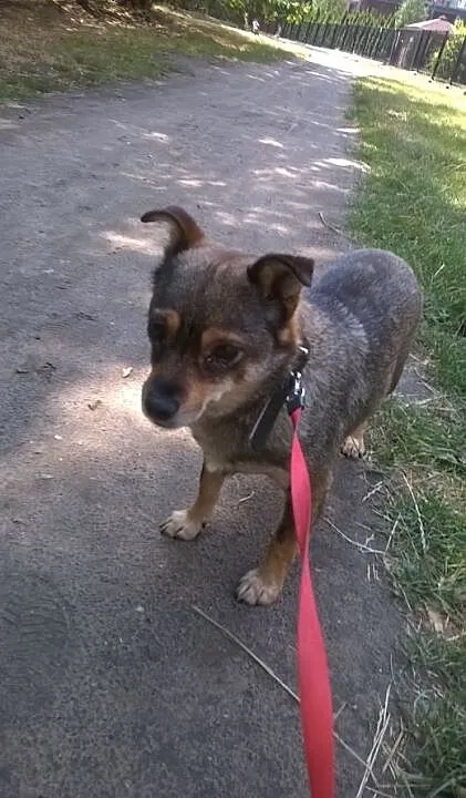 Śliczna, maluta sunia Pola poleca się do adopcji,