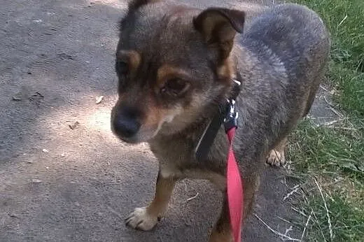 Śliczna, maluta sunia Pola poleca się do adopcji, 