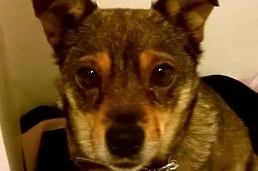 Śliczna, maluta sunia Pola poleca się do adopcji, 