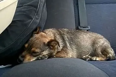Śliczna, maluta sunia Pola poleca się do adopcji, 