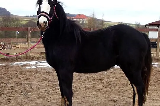 Brad, wałach ur. 2013, TINKER, COB IRLANDZKI