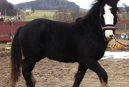 Brad, wałach ur. 2013, TINKER, COB IRLANDZKI