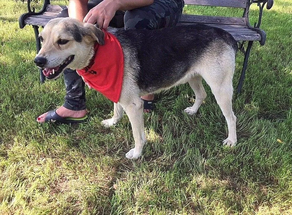 Szarik psiak do adopcji, Pomorskie, Gdańsk