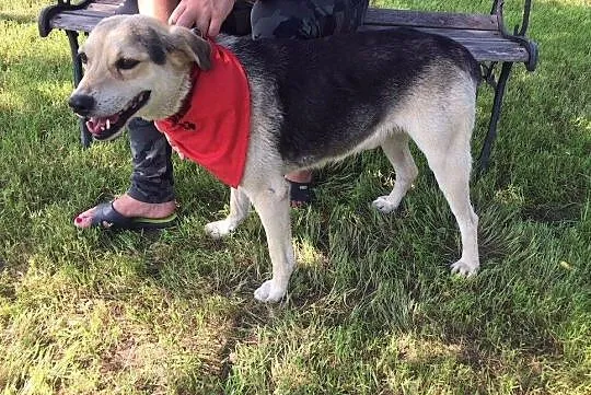 Szarik psiak do adopcji, Pomorskie, Gdańsk