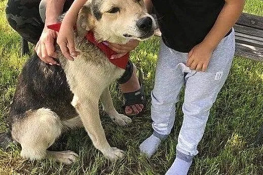 Szarik psiak do adopcji, Pomorskie, Gdańsk