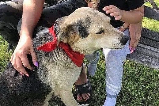 Szarik psiak do adopcji, Pomorskie, Gdańsk