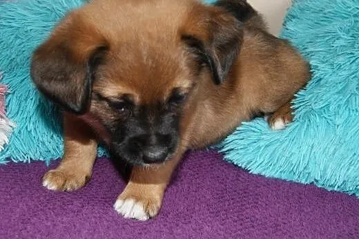 Bajka-cudowny szczeniak, sunia - do adopcji ,  mazowieckie Warszawa