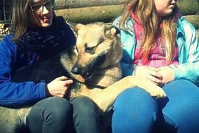 Piękna sunia w typie wilczura czeka na dom,  warmi