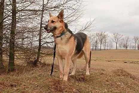 Piękna sunia w typie wilczura czeka na dom,  warmi