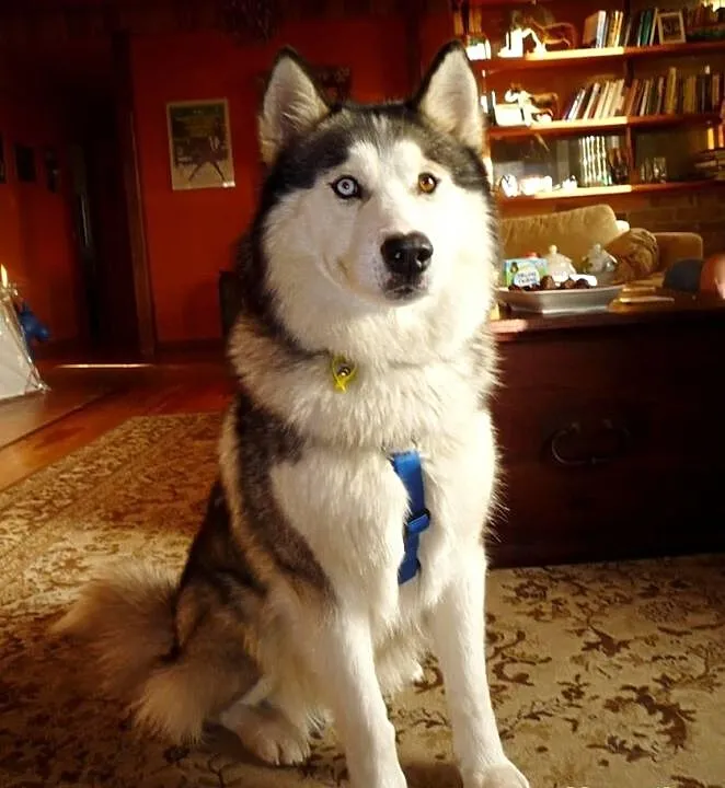 Archer młodziutki przepiękny husky szuka domu