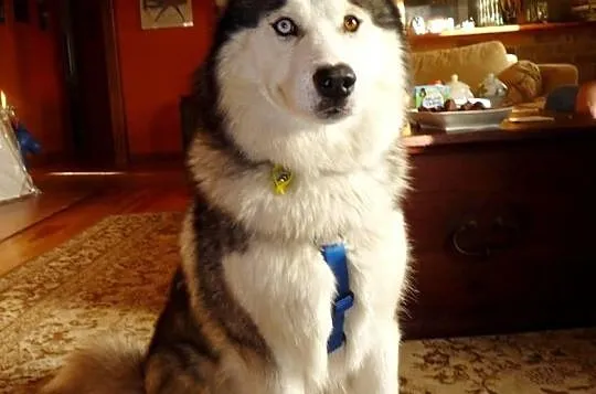 Archer młodziutki przepiękny husky szuka domu