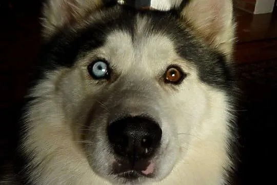Archer młodziutki przepiękny husky szuka domu