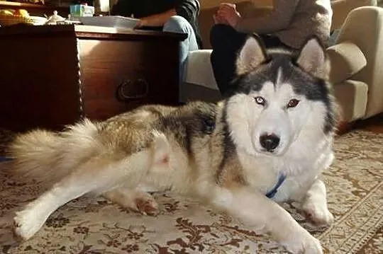 Archer młodziutki przepiękny husky szuka domu