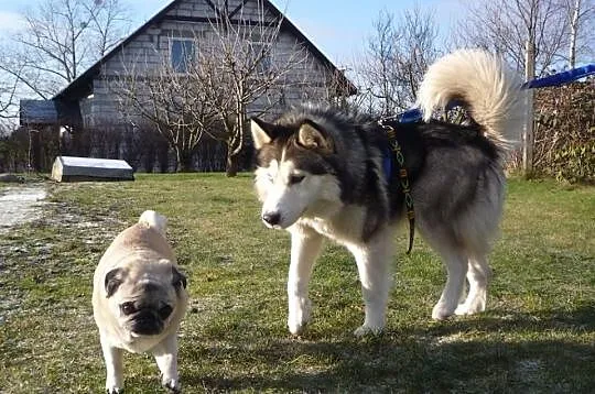 Archer młodziutki przepiękny husky szuka domu