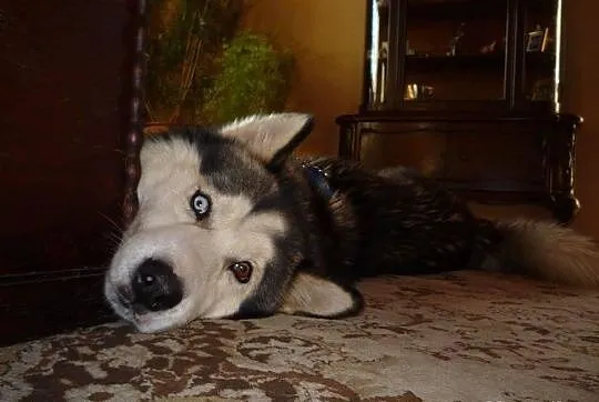 Archer młodziutki przepiękny husky szuka domu
