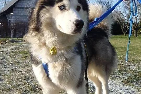 Archer młodziutki przepiękny husky szuka domu
