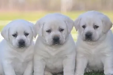 Szczenięta Labrador Retreiver aby dobre zawsze now