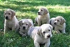 Szczenięta Labrador Retreiver aby dobre zawsze now