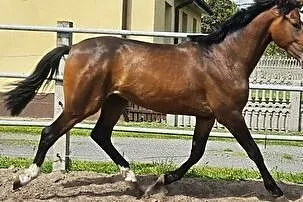 Duży 2-letni ogier