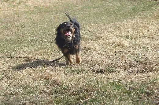 Nero - do adopcji,  dolnośląskie Dzierżoniów