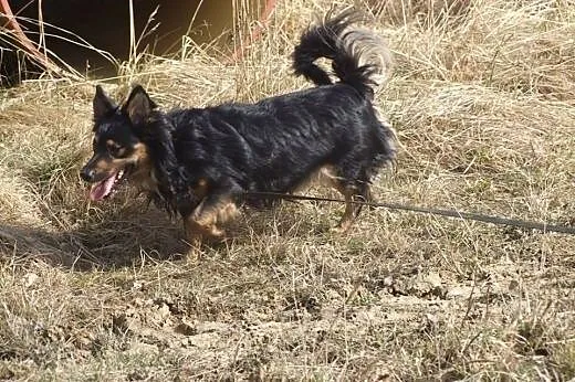 Nero - do adopcji,  dolnośląskie Dzierżoniów