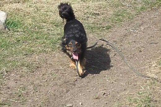 Nero - do adopcji,  dolnośląskie Dzierżoniów
