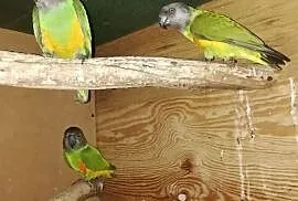Papugi Senegalki, Włoszakowice