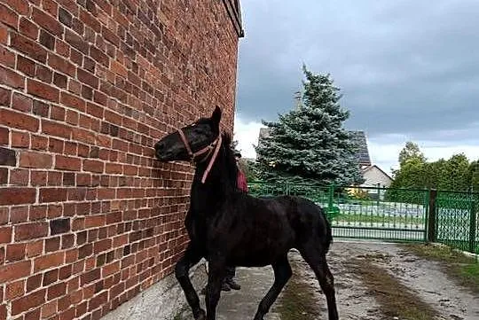 Sprzzedam Ogierka, Łódzkie, Sieradz