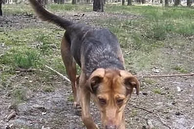 Nuśka o miodowym spojrzeniu szuka swojego domu.