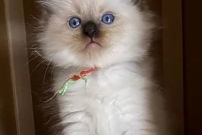 Mocurek Ragdoll z rodowodem FPL, Podkarpackie, Rzeszów