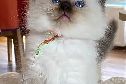 Mocurek Ragdoll z rodowodem FPL, Podkarpackie, Rzeszów