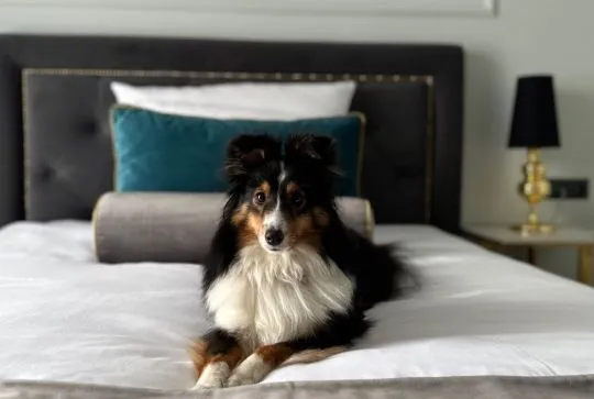 Owczarek szetlandzki, sheltie, szczenięta-zapowiedź miotu., , Kielce