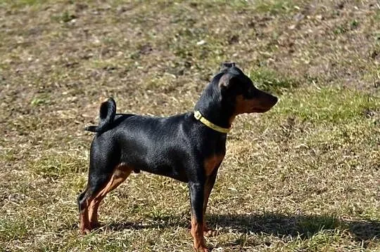 Pinczer miniaturowy - piesek przebadany, paszport EU, Lubelskie, Chełm