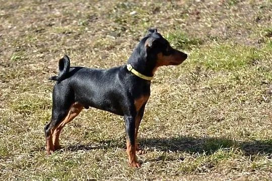 Pinczer miniaturowy - piesek przebadany, paszport EU, Lubelskie, Chełm