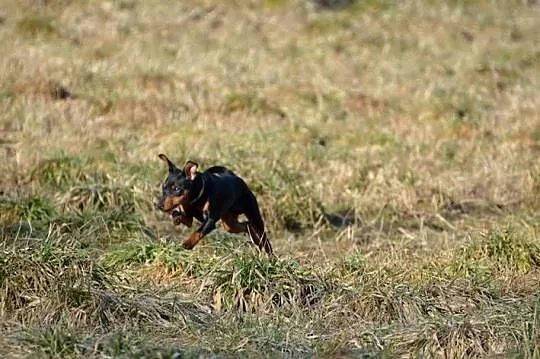 Pinczer miniaturowy - piesek przebadany, paszport EU, Lubelskie, Chełm