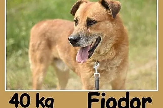   40 kg, spokojny,przyjazny,łagodny,towarzyski pie