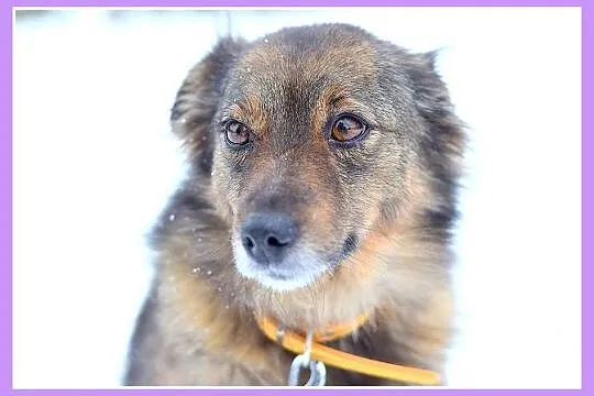 12 kg, bardzo łagodna, spokojna, grzeczna sunia NUTKA_Adopcja