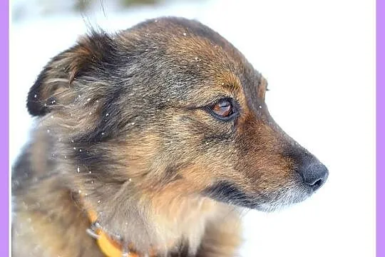 12 kg, bardzo łagodna, spokojna, grzeczna sunia NU