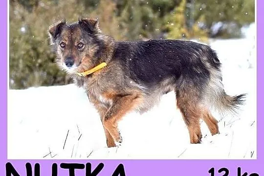 12 kg, bardzo łagodna, spokojna, grzeczna sunia NU