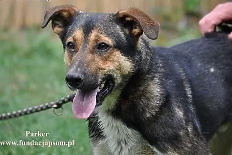 Parker- żwyiołowy młodzienniaszek,  mazowieckie No