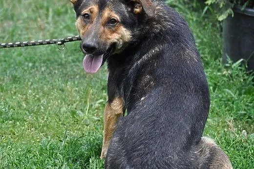 Parker- żwyiołowy młodzienniaszek,  mazowieckie No