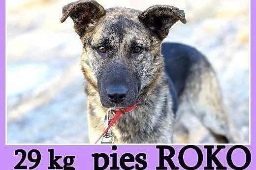 29 kg,młody owczarek mix,przyjacielski,przytulaśny psiak ROKO.Adopcja,  dolnośląskie Wrocław