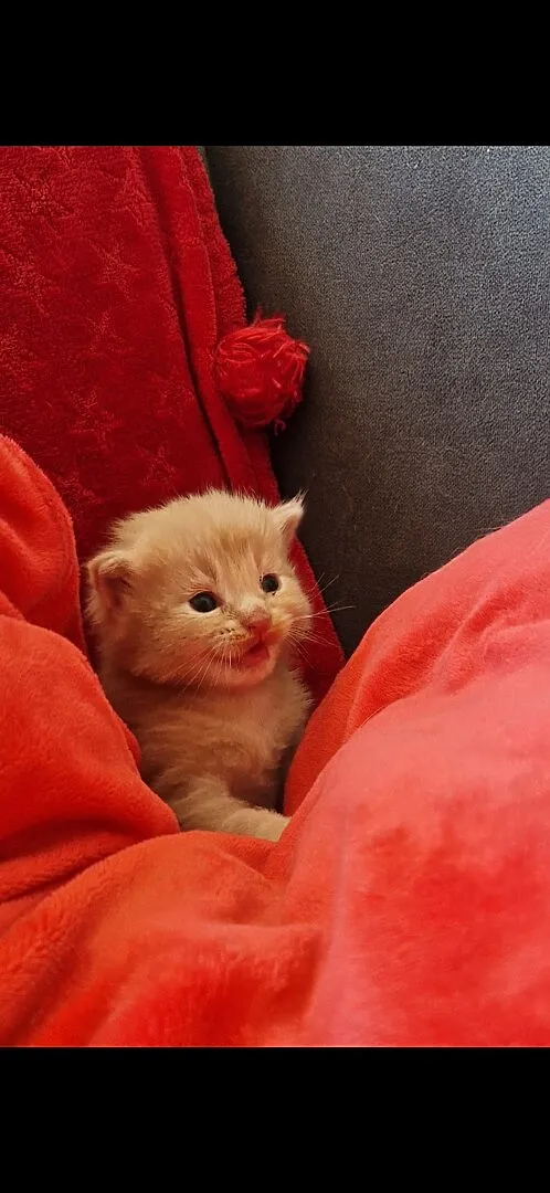 Maine coon kocurek rudy, Kujawsko-pomorskie, Dąbrowa Chełmińska
