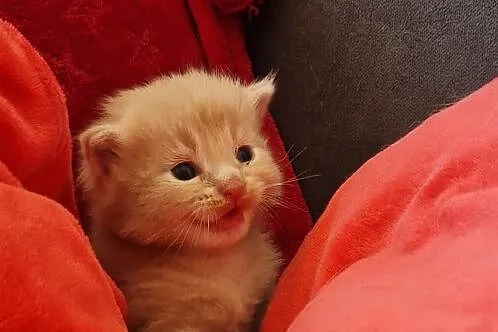 Maine coon kocurek rudy, Kujawsko-pomorskie, Dąbrowa Chełmińska